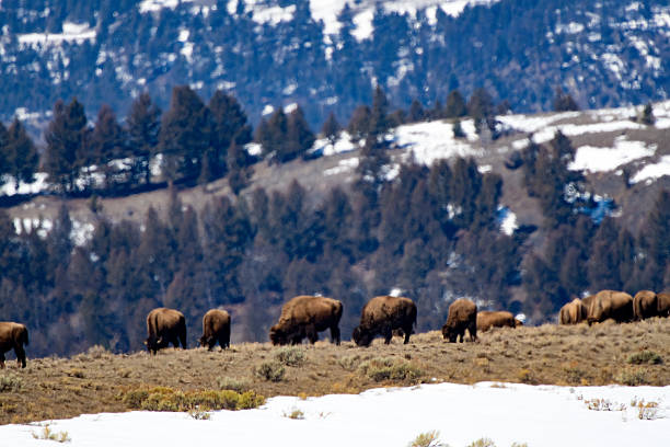 Bison grazing in a field in Grand Teton National Park