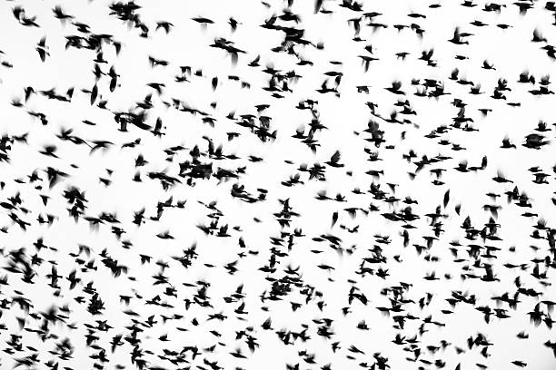 istock Collective flight – flock of birds in the sky 2209933766