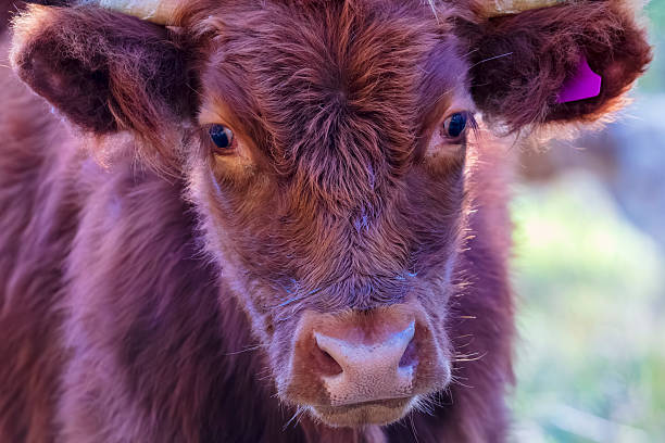 istock A curious and stationary adolescent cow looking at the camera 2209936187
