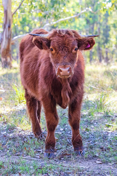 Photograph of a young and inquisitive brown cow in a green agricultural paddock in the sunshine in the Blue Mountains in NSW, Australia.