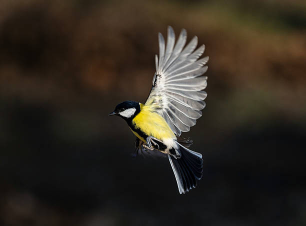 istock bird tit flies with spread wings in sunny spring garden 2209944916