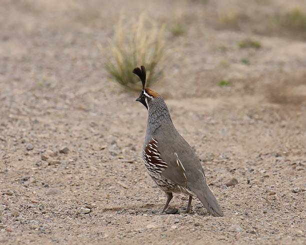 istock Gambel's Quail (male) (callipepla gambelii) poised on bare ground 2209944962