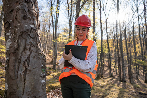 istock Forest Specialist Conducting Environmental Assessment in Woodland Setting 2209950653