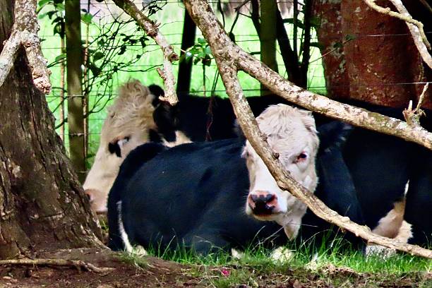 istock Two Bullocks Calfs, Simmental Breed which is  Swiss relaxing under a tree at Cornwall Park, a working Farm in Auckland 2209951721