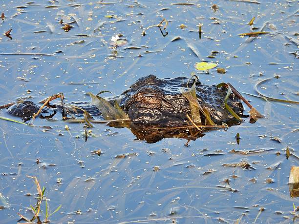 istock American Alligator (Alligator mississippiensis) -  sleeping in a lake 2209951921