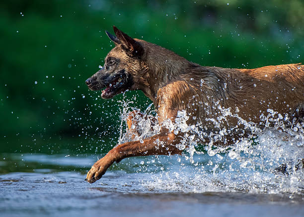 A Belgian Malinois leaps energetically through shallow water, captured mid-stride with water droplets frozen in motion around it. The bright lighting and vibrant green background emphasize the dog’s athleticism and joyful intensity.