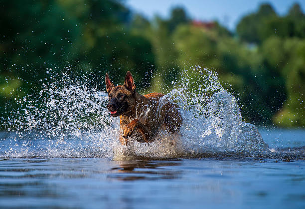 A Belgian Malinois charges through the water with high energy, creating a dramatic splash all around. Captured with a fast shutter speed, the photo freezes the action perfectly, showcasing the dog's power and excitement against a vibrant, natural backdrop.