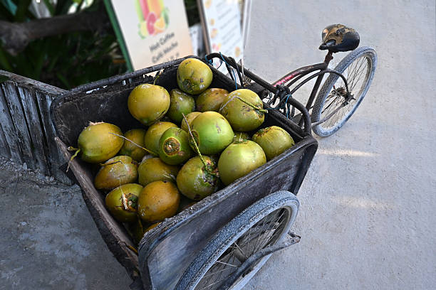 Coconut delivery by bicycle on Caye Caulker, Belize. Central America.