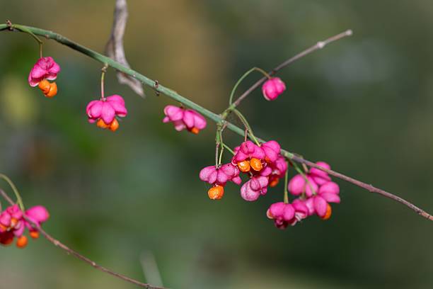 Close up of European spindle (euonymus europaeus)  fruits