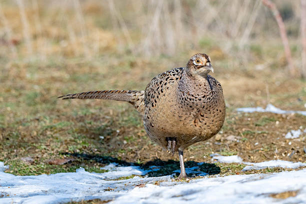 Ringneck Pheasant, Phasianus colchicus Close up. A bird stands with its foot raised in the snow, in the wild, in winter.