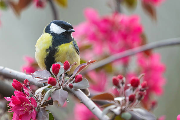 istock Great Tit Parus major Perched in Blossoming tree Branches. Close up 2209958605