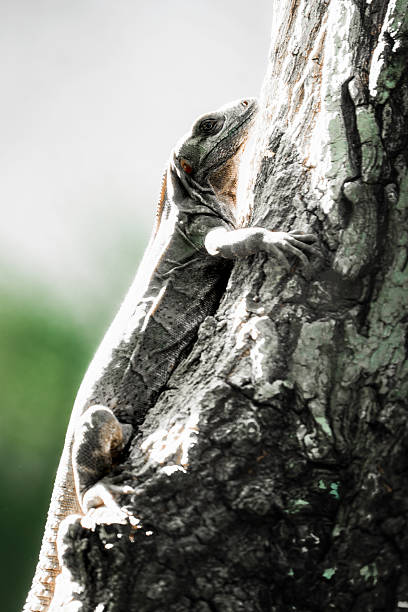 istock Green Iguana basking in the sun on a branch 2209961887