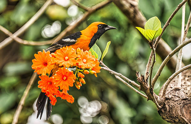 Bullock's Oriole, Delta, BC, Canada