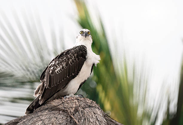 A powerful Osprey (Pandion haliaetus) perches on a rustic thatched roof, gazing into the distance. The setting blends the wild presence of this fish-eating raptor with a tropical or coastal human environment. Its distinctive brown and white plumage and sharp features stand out against the textured straw. A unique scene bridging wildlife and traditional architecture.
