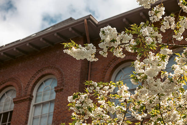 istock Historic Brick Apartment Building with Arched Windows and a Blossoming Cherry Blossom Tree in the foreground. 2209962566
