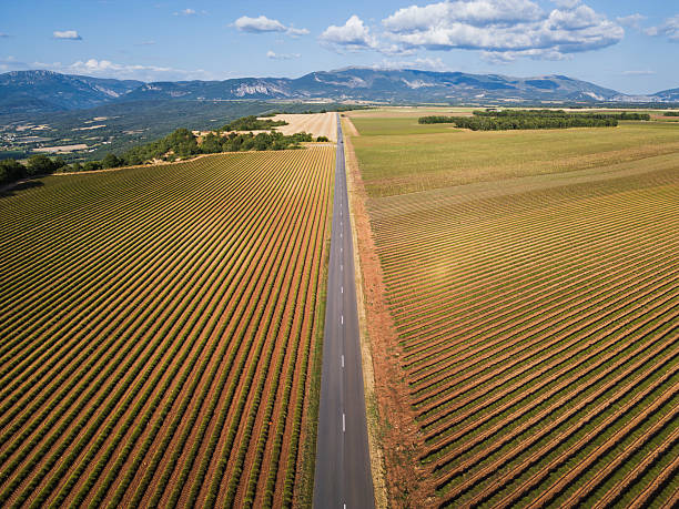 istock Straight road through lavender fields with the Alps in the background. 2209962709