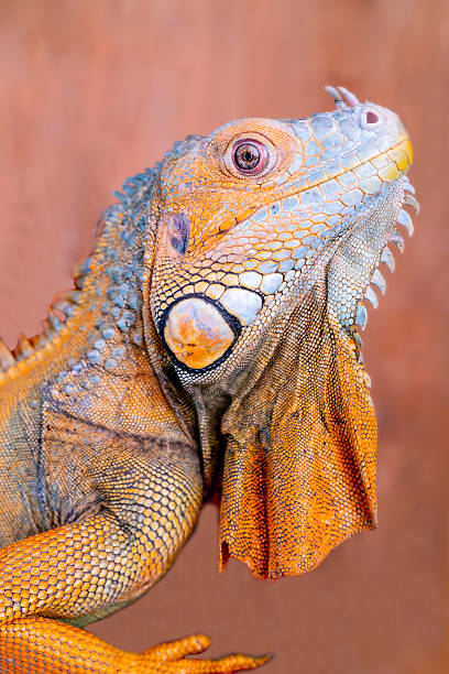 istock The common green iguana (Iguana iguana), the American iguana 2209963017