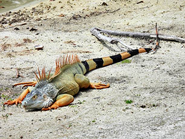 Green Iguana - profile