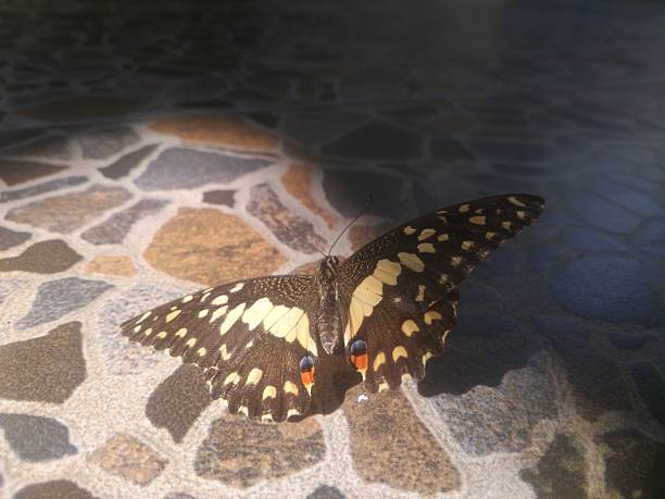 A brown butterfly lands on the ground