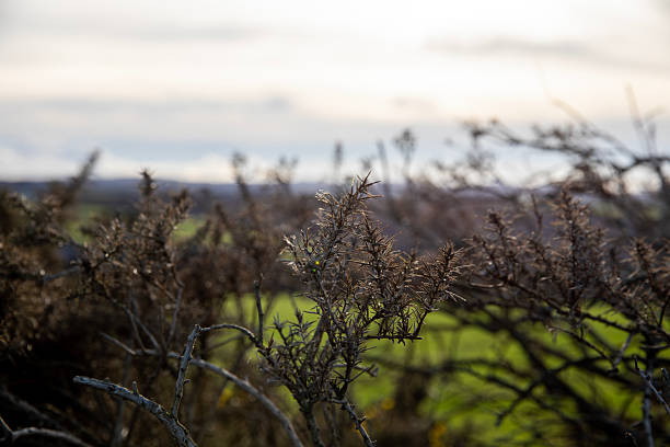 The spiny, spiky appearance of gorse bushes.