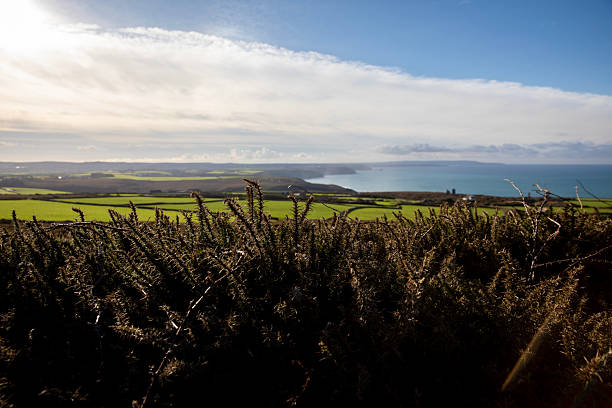 The spiny, spiky appearance of gorse bushes.