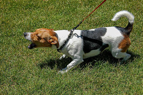 istock Danish swedish farmdog barking 2209968616