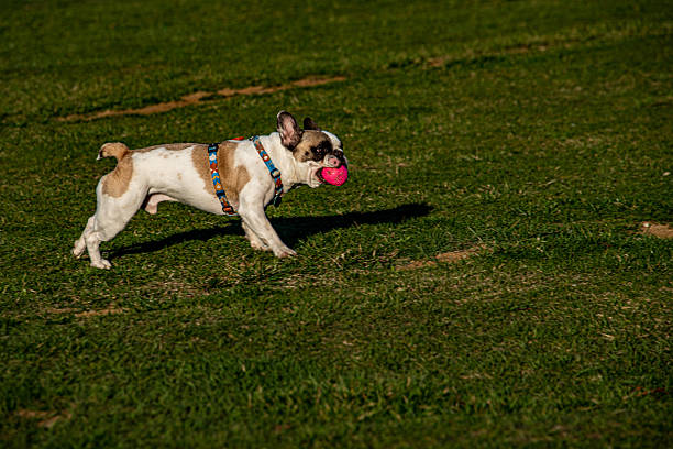 istock French bulldog caught the ball 2209969238