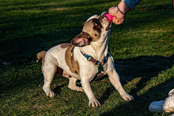 French bulldog bites ball