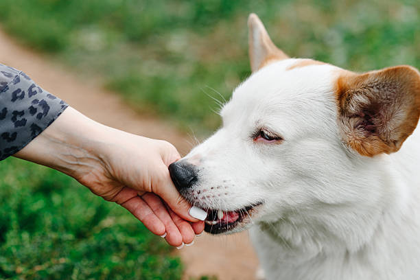 istock Corgi sits on trail in park 2209969356