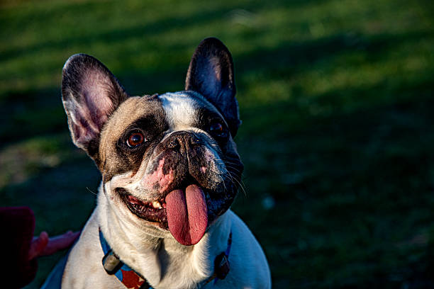 French bulldog tongue close up
