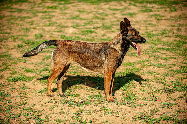 Side view of Belgian Malinois belgian wolfhound