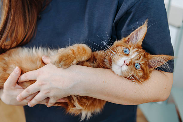 istock ginger Maine-Coon kitten playing at home 2209969586
