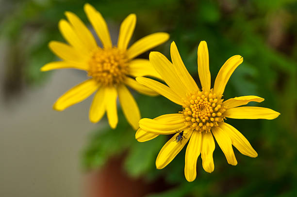 istock Yellow daisy flower with insect 2209969638