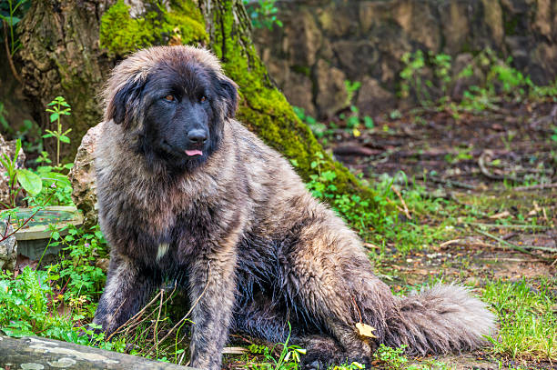 istock Serra da Estrela dog resting in nature 2209969679