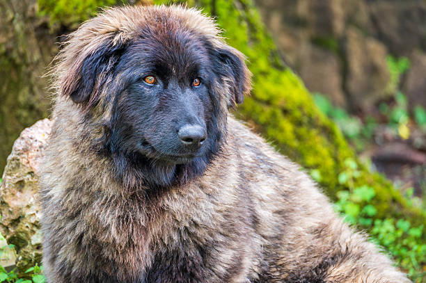 istock Serra da Estrela dog resting in nature 2209969702