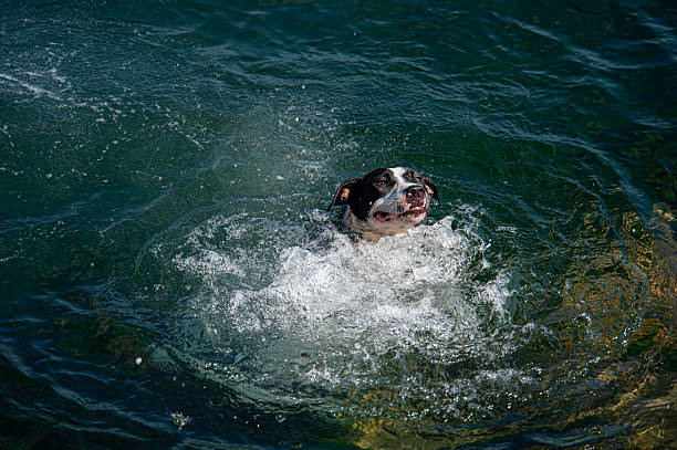 American Pitbull Terrier swimming