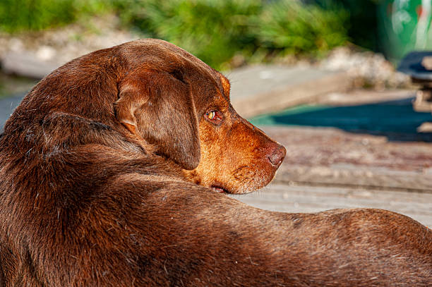 Chesapeake Bay Retriever lying on the floor