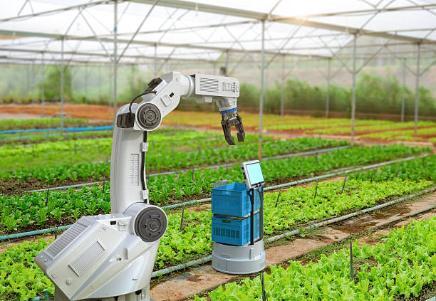 istock Robotic arm harvest lettuce in farm 2209970854