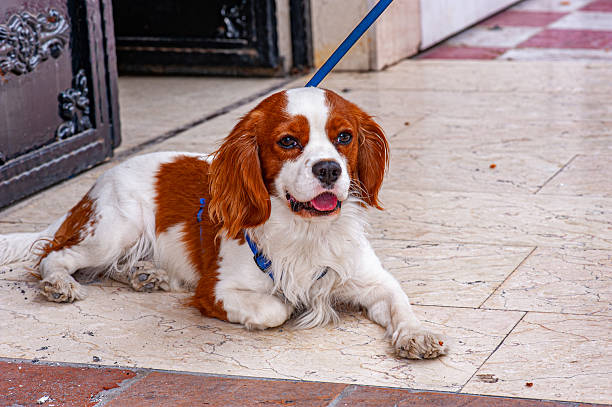 Cavalier king charles spaniel in front of the door