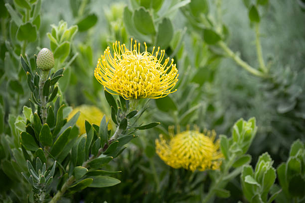 Pincushion in blossom