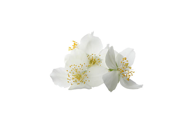 istock PNG, White jasmine flowers, isolated on white background 2209978784