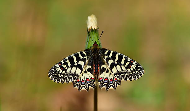 istock Zerynthia polyxena 1310 2209978836