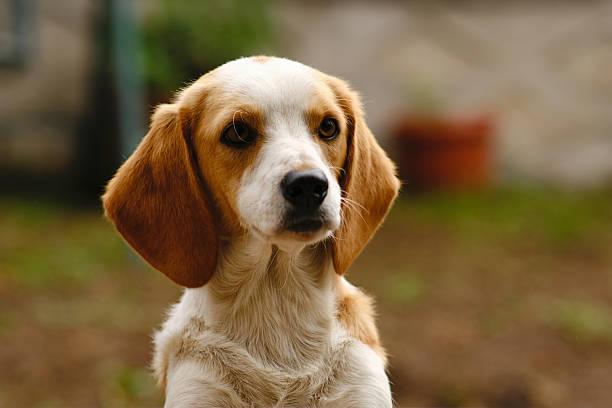 Portrait of a cute beagle dog, young brown beagle