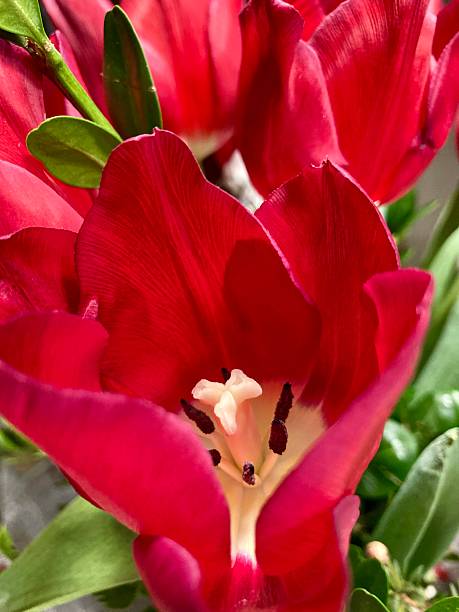Close up of a red tulip