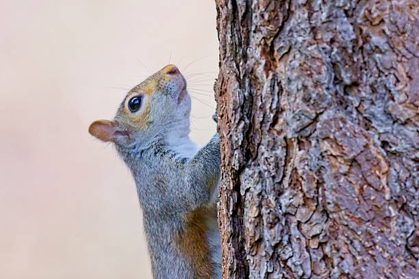 istock Cute squirrel on the side of a tree. 2209982173