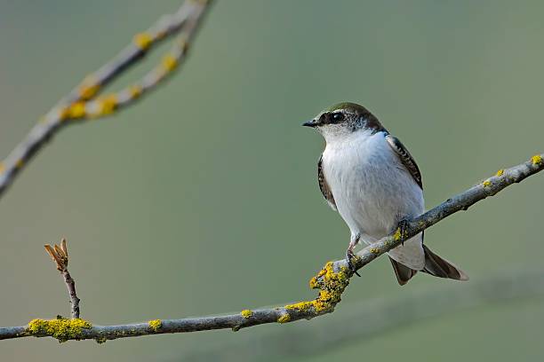 istock Violet green swallow perching on a small branch. 2209982192
