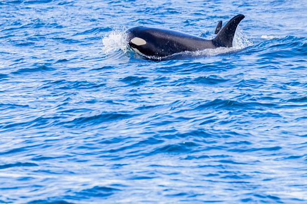 Black and white killer whale Orcinus orca head above water