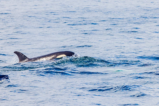 istock Orca in Rausu, Hokkaido, Japan 2209983151