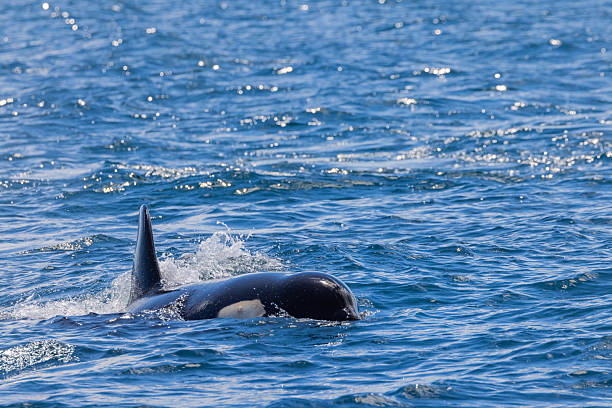 istock Orca in Rausu, Hokkaido, Japan 2209983152