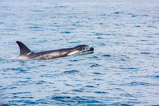 istock Orca in Rausu, Hokkaido, Japan 2209983153